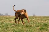 RODESIAN RIDGEBACK 133